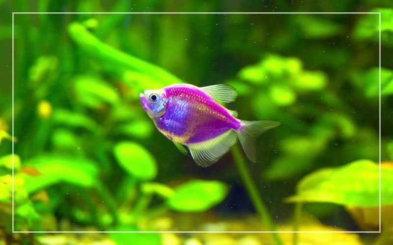 Glofish long shops fin tetra care